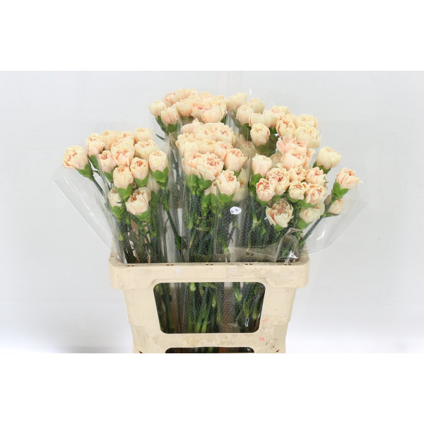 Dianthus St Apple Tea 65cm  Col-Peach