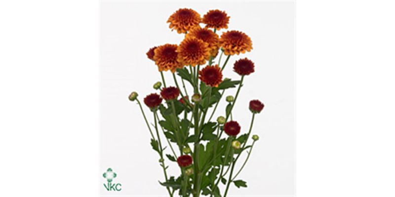 Chrysanthemums S Aaa Edvaldo 55cm A1 Col-Copper