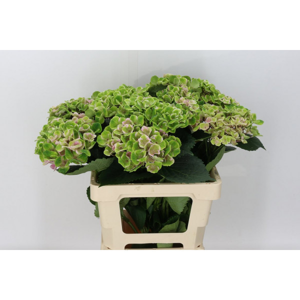 Hydrangea M Mag Amethyst 70cm A1 Col-Pink