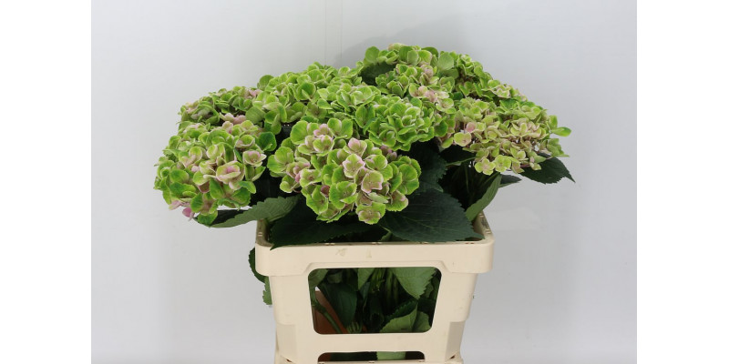 Hydrangea M Mag Amethyst 70cm A1 Col-Pink