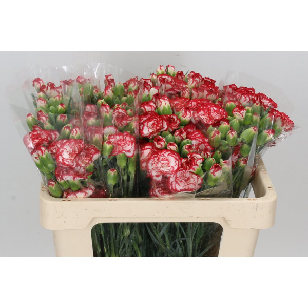 Dianthus Tr Minueto 65cm A1 Col-Bicolor