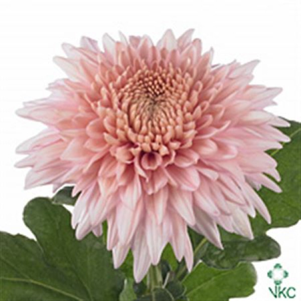 Chrysanthemums G Marielle 0cm  Col-Green