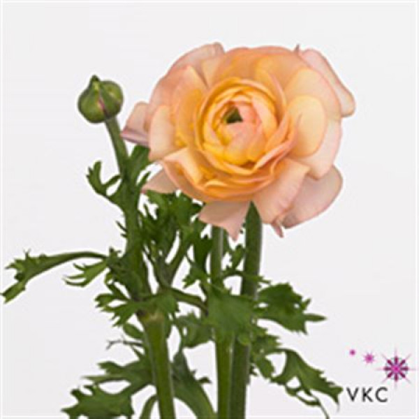 Ranunculus El Pastel Pink 40cm  Col-Mixed