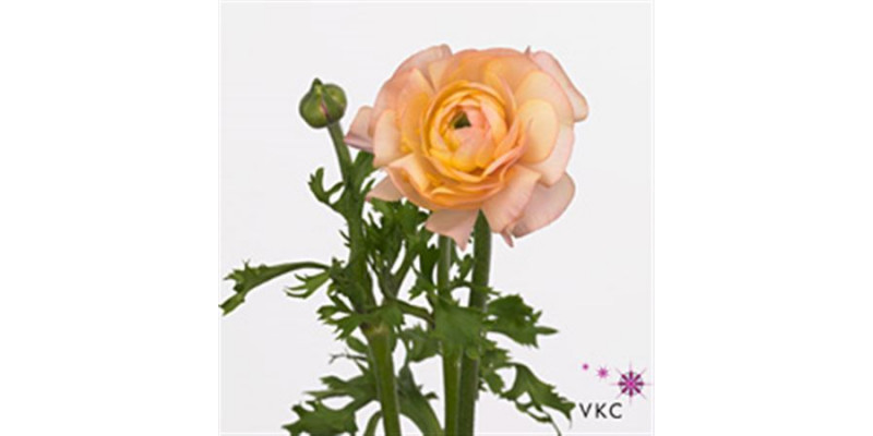 Ranunculus El Pastel Pink 40cm  Col-Mixed