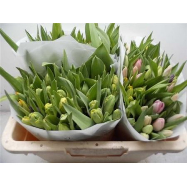 Tulips En Overig Assortiment 35cm A1 Col-White