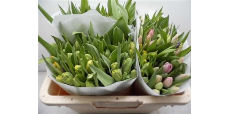 Tulips En Overig Wit 39cm A1 Col-White