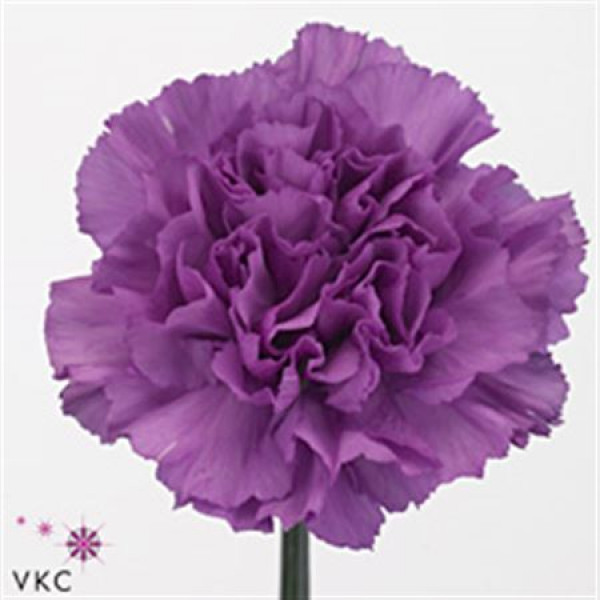 Dianthus St Milka Moonlite 70cm  Col-Milka