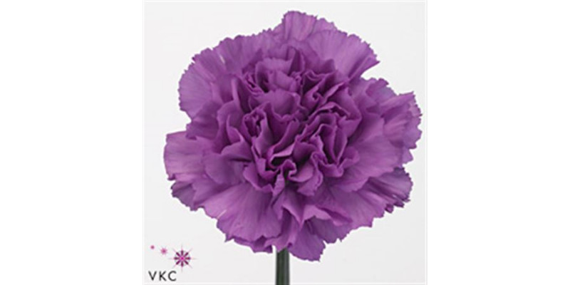 Dianthus St Milka Moonlite 70cm  Col-Milka