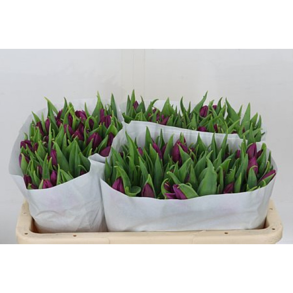 Tulips En Overig Paars 39cm A1 Col-Purple