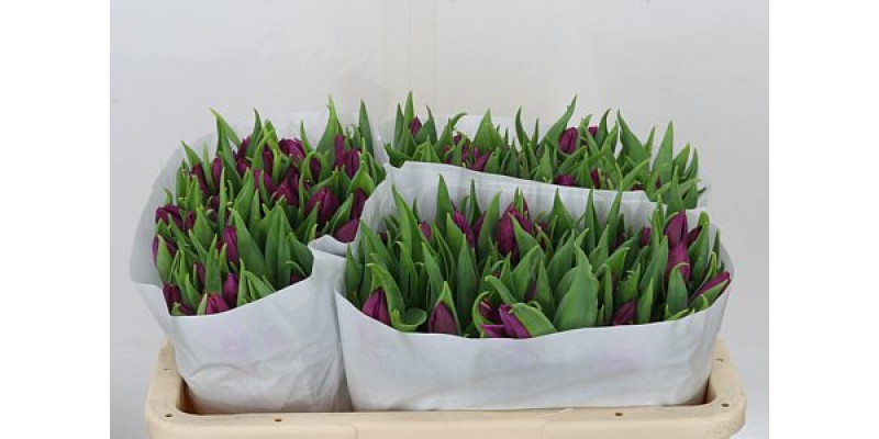 Tulips En Overig Paars 39cm A1 Col-Purple