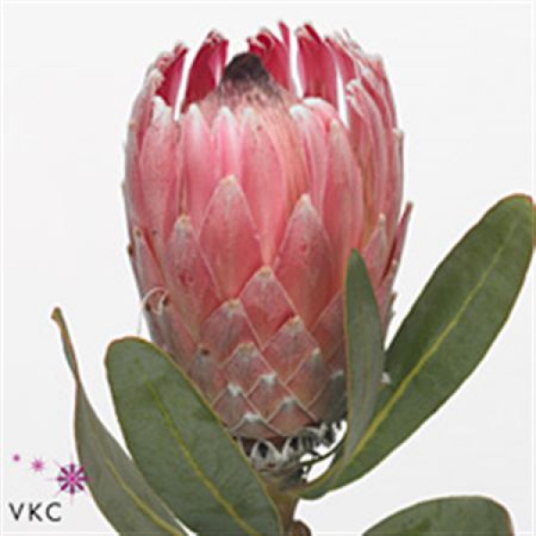 Protea Com Pink Lady 40cm A1 Col-Pink