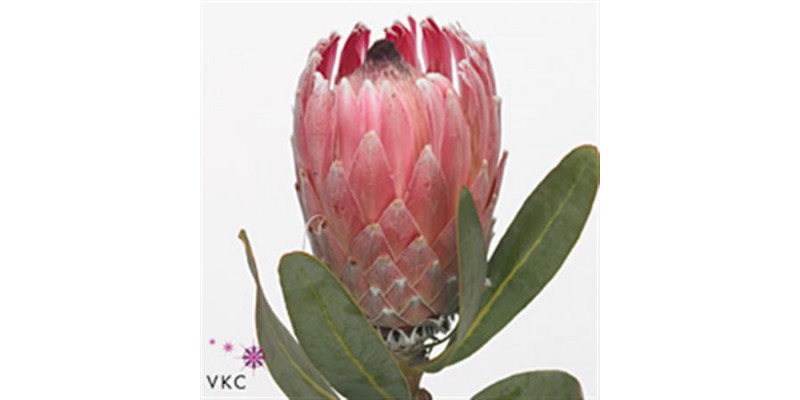 Protea Com Pink Lady 60cm A1 Col-Pink