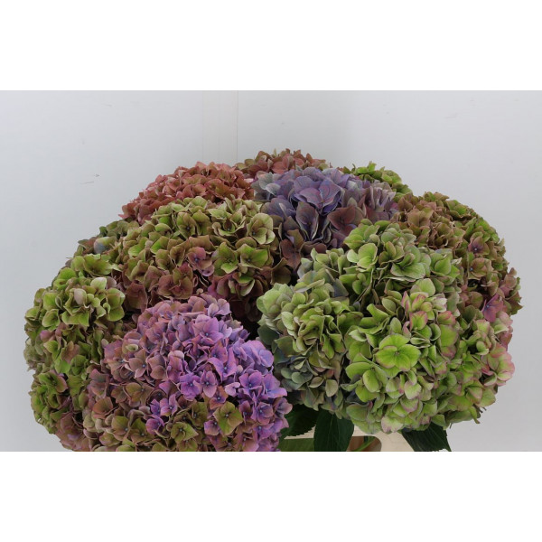 Hydrangea M Rodeo Cl A1 Col-Bicolor