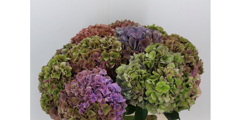 Hydrangea M Rodeo Cl A1 Col-Bicolor