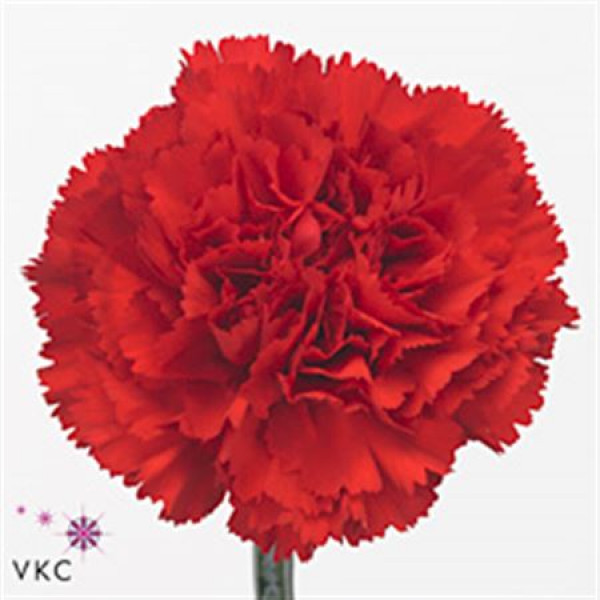 Dianthus St Don Pedro 70cm A1 Col-Red