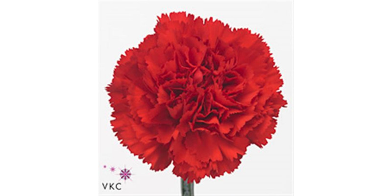 Dianthus St Don Pedro 70cm A1 Col-Red