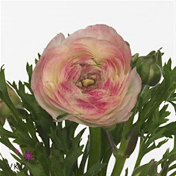 Ranunculus El Sfumato White Pink Extra 40cm A1 Col-Milka