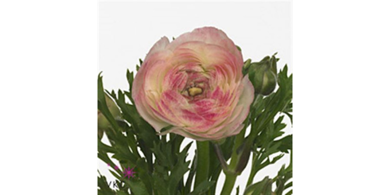 Ranunculus El Sfumato White Pink Extra 40cm A1 Col-Milka