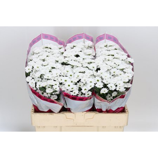 Chrysanthemums S Aaa Bouncer 55cm A1 Col-White