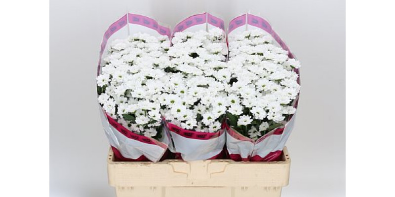 Chrysanthemums S Aaa Bouncer 55cm A1 Col-White