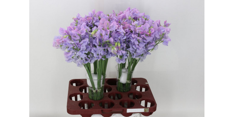 Lathyrus Wi Suns Laven 40cm A1 Col-Lavender