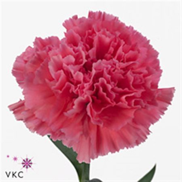 Dianthus St Tonic Golem 65cm  Col-Pink