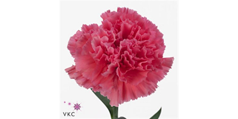 Dianthus St Pink Tonic Golem 70cm  Col-Pink