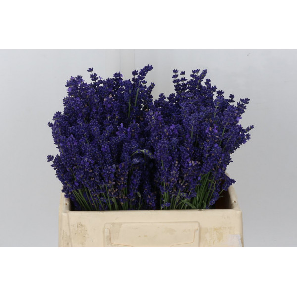 Lavandula Angust Bos Fresh 30cm A1 Col-Blue