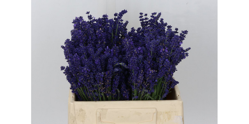 Lavandula Angust Bos Fresh 30cm A1 Col-Blue