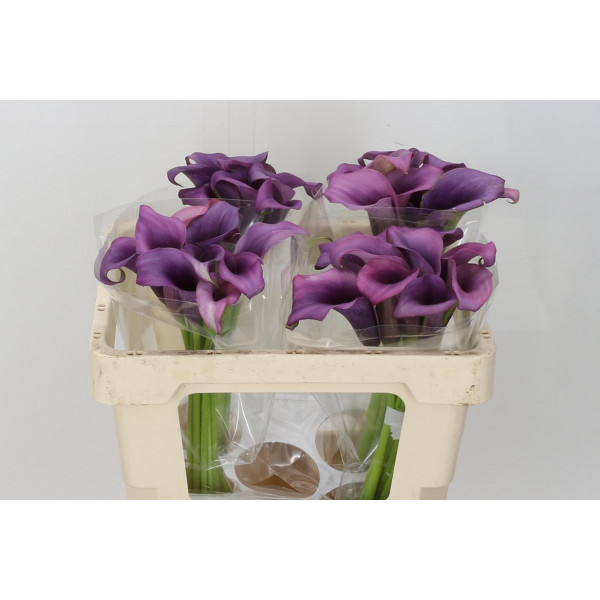 Zanthedeschias (Calla Lilly) Paco 70cm A1 Col-Purple