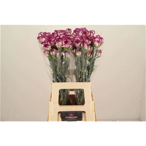 Dianthus St Kino 70cm  Col-White Purple