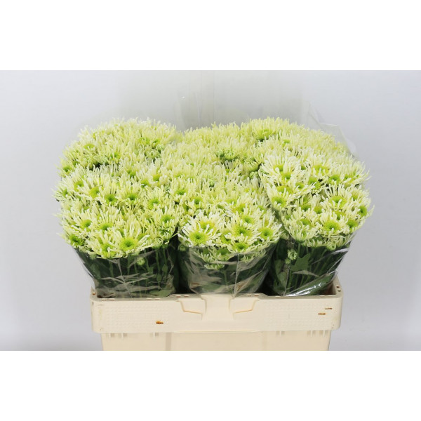 Chrysanthemums S Aaa Anura Gree 55cm A1 Col-Cream