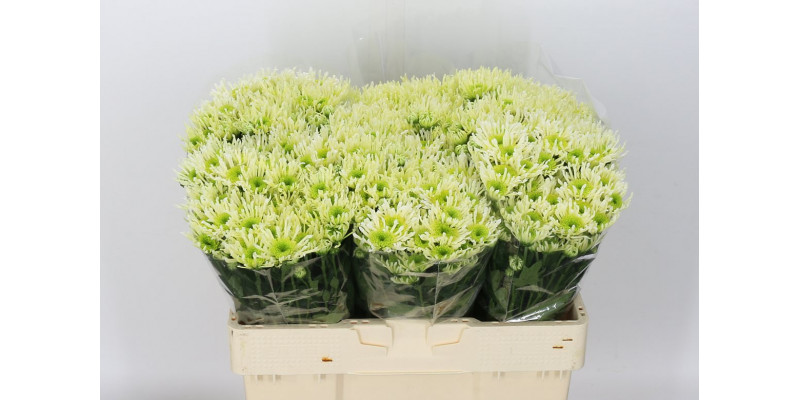 Chrysanthemums S Aaa Anura Gree 55cm A1 Col-Cream