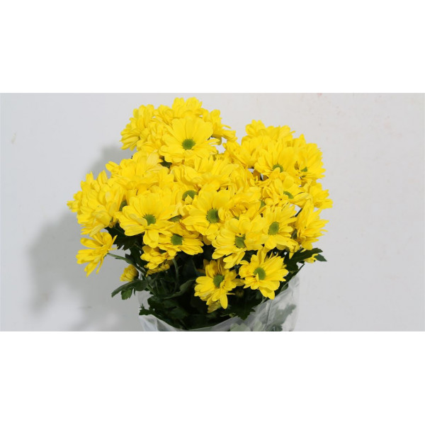 Chrysanthemums T Celebrate 70cm A1 Col-Yellow