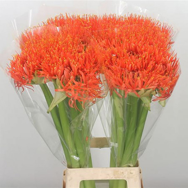 Scadoxus Orange Wonder 60cm  Col-Orange