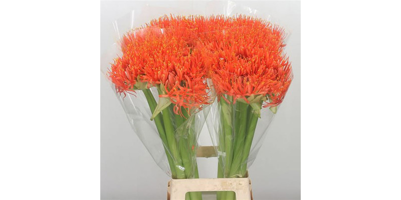 Scadoxus Orange Wonder 70cm  Col-Orange