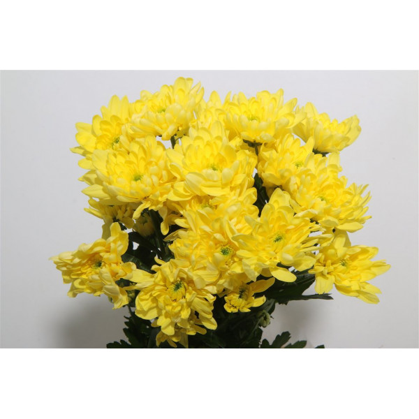 Chrysanthemums T Baltica Yellow 70cm A1 Col-Yellow