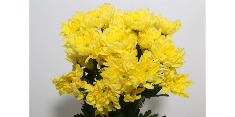 Chrysanthemums T Baltica Yellow 70cm A1 Col-Yellow