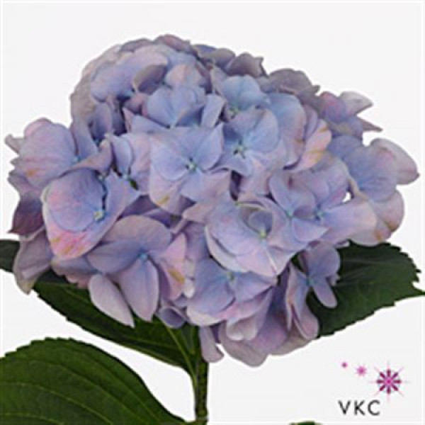 Hydrangea M Marsepein Bl 60cm A1 Col-Lavender