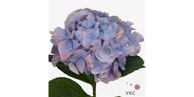 Hydrangea M Marsepein Bl 60cm A1 Col-Lavender