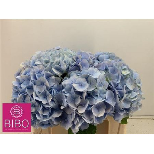 Hydrangea M Verena Bl Milka 80cm A1 Col-Light Blue