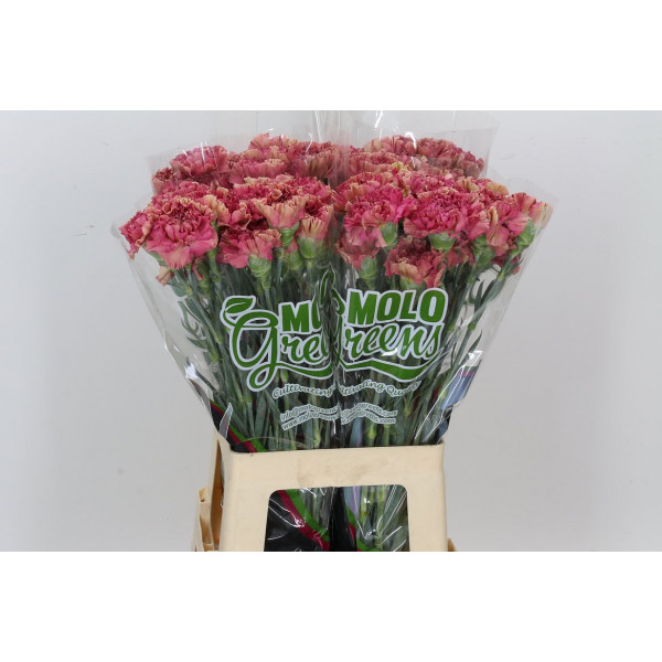 Dianthus St Viper Wine 65cm  Col-Burgundy