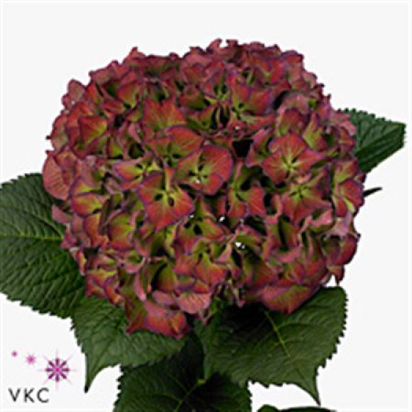 Hydrangea M Gl Alps Cl Pa 80cm A1 Col-Bicolor