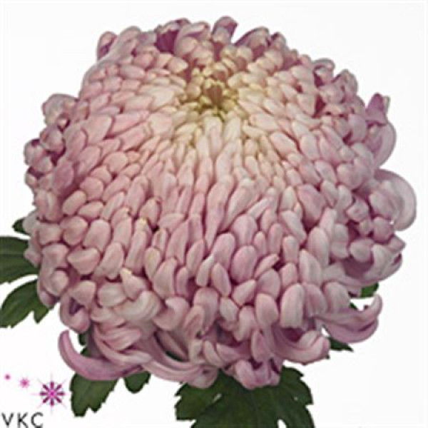 Chrysanthemums G Vienna Pink Extra 80cm A1 Col-Pink