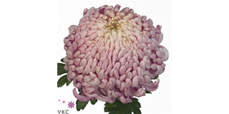 Chrysanthemums G Vienna Pink Extra 80cm A1 Col-Pink