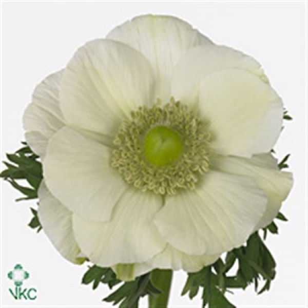 Anemone Mistral White 45cm A1 Col-Pink