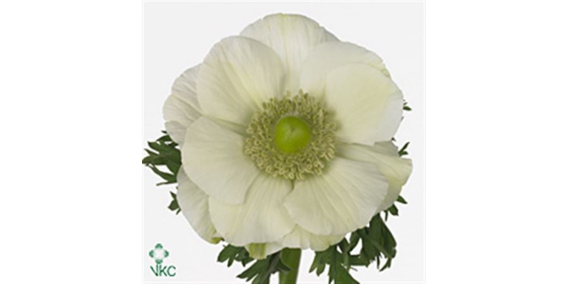 Anemone Mistral White 45cm A1 Col-Pink