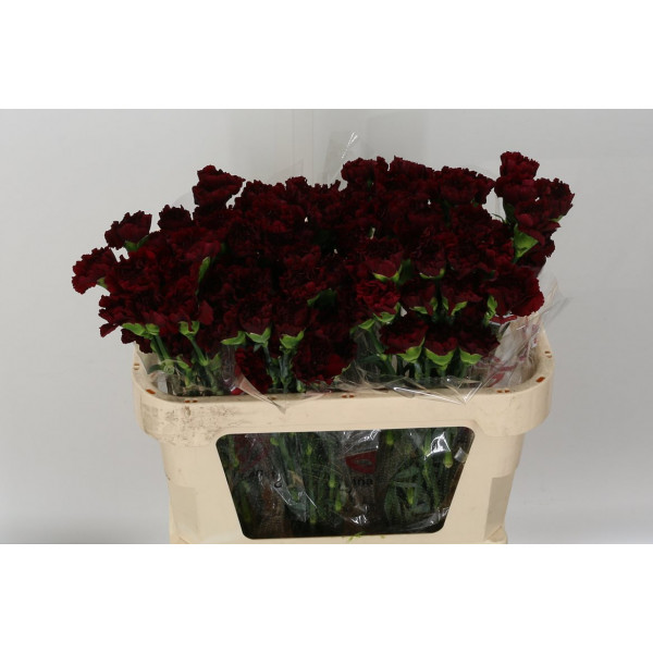 Dianthus St Nobbio Burgundy 70cm  Col-Purple