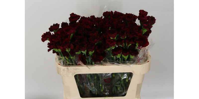 Dianthus St Nobbio Burgundy 70cm  Col-Purple