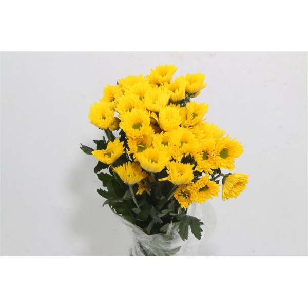 Chrysanthemums T Korona 70cm A1 Col-Yellow